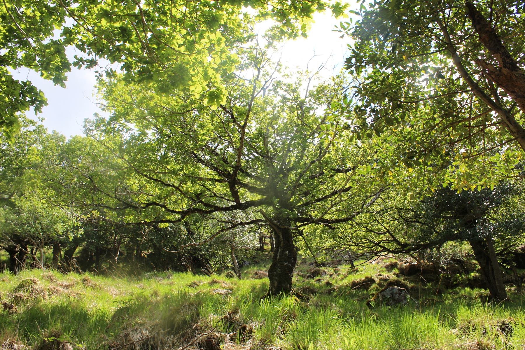 G-woodlandsofireland-19