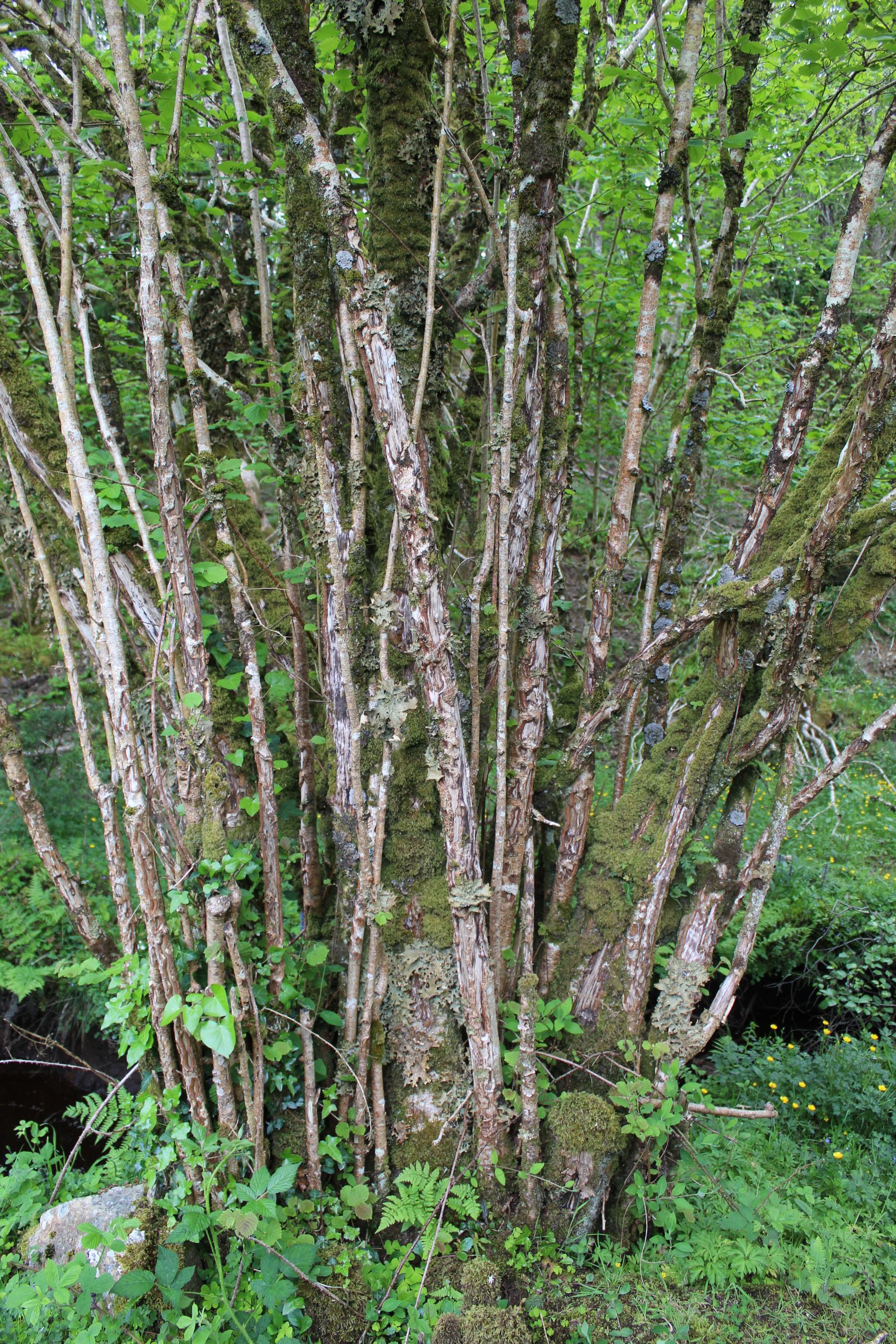 G-woodlandsofireland-27