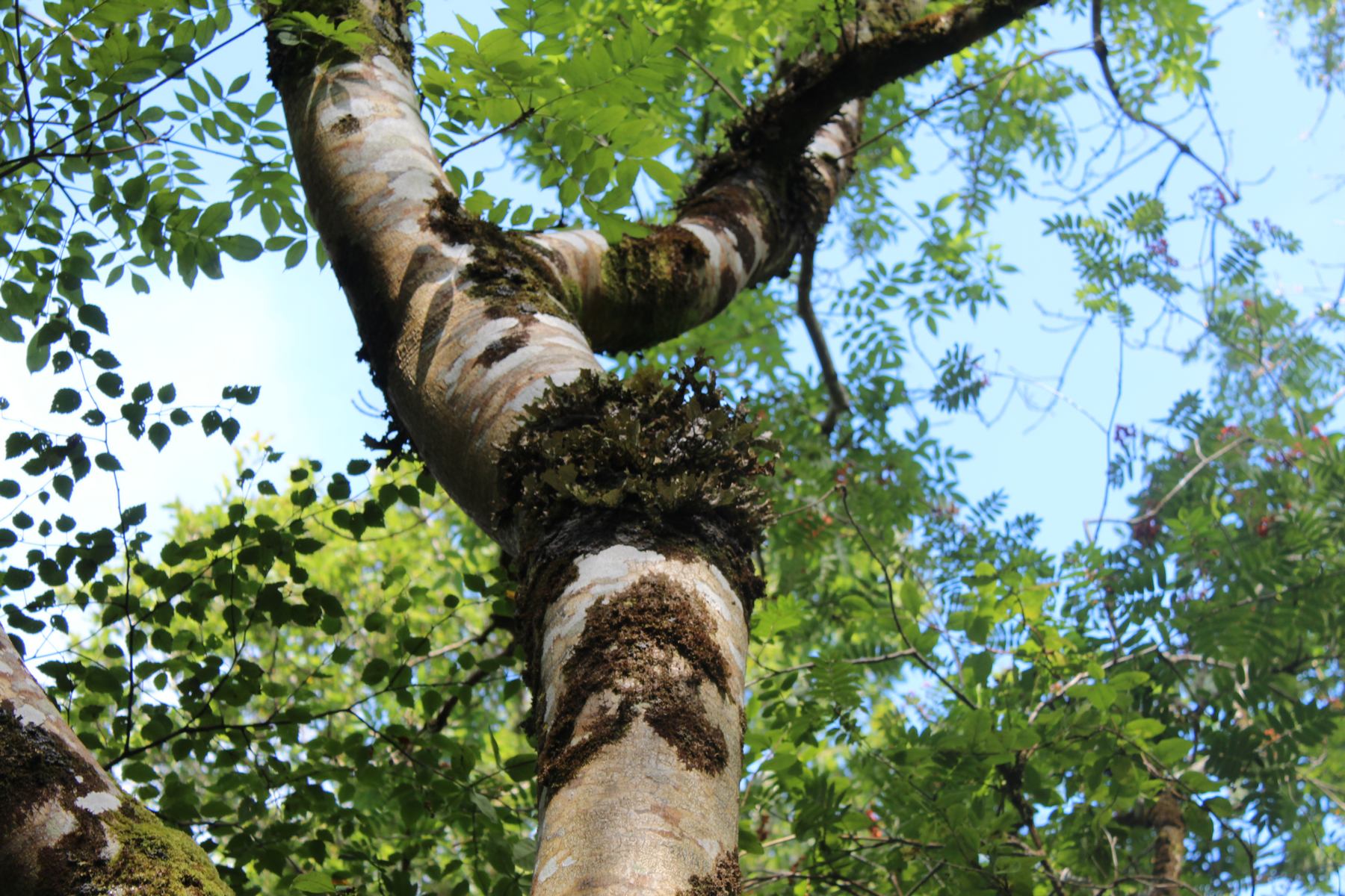G-woodlandsofireland-6 G-woodlandsofireland-6